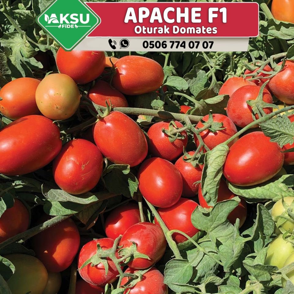 Apache F1 Oturak Domates Fidesi