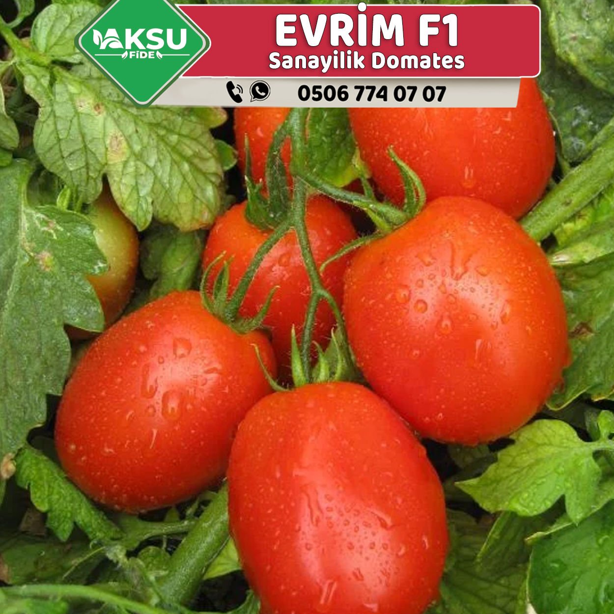 Evrim F1 Salçalık Domates Fidesi