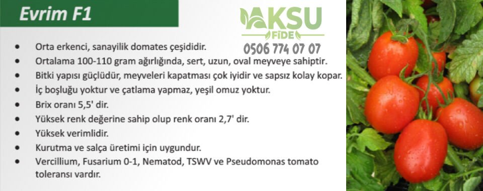 Evrim F1 Salçalık Domates Fidesi