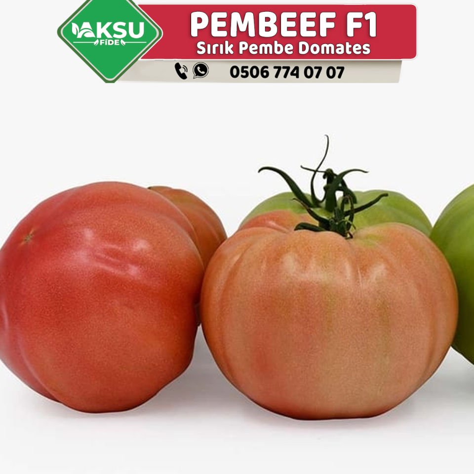 Pembeef F1 Sırık Pembe Domates Fidesi