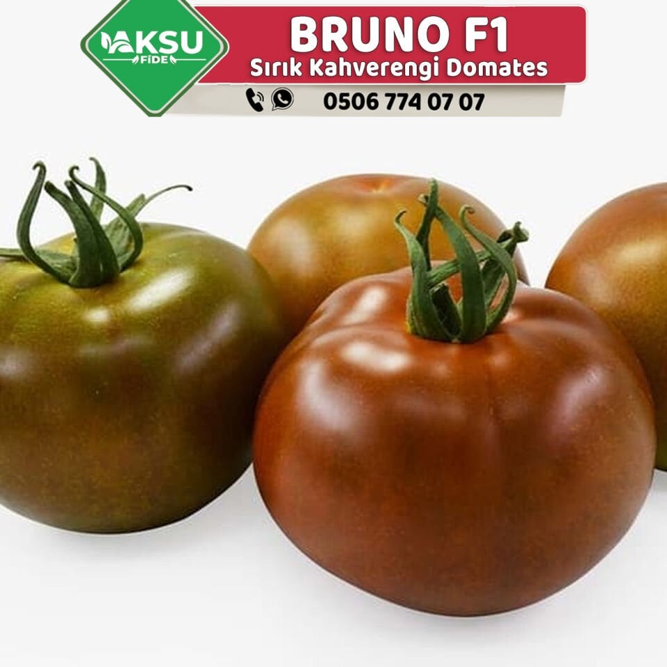 Bruno F1 Sırık Kahverengi Domates Fidesi