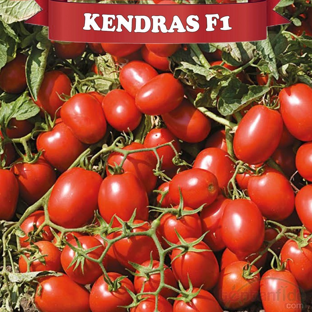 Kendras F1 Salçalık Domates Fidesi