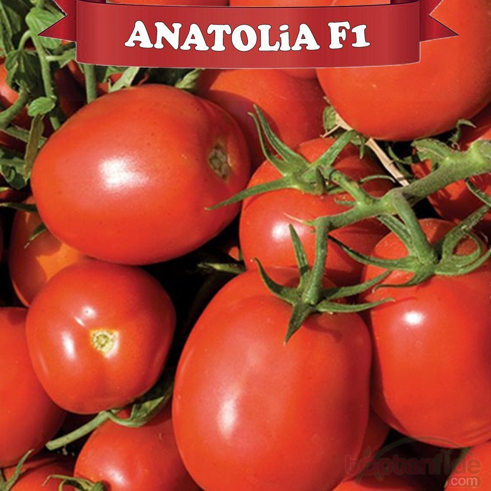 Anatolia F1 Salçalık Domates Fidesi