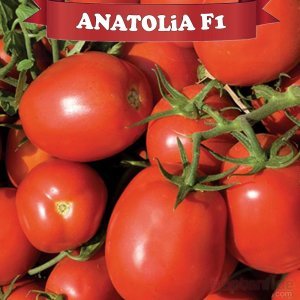 Anatolia F1 Salçalık Domates Fidesi