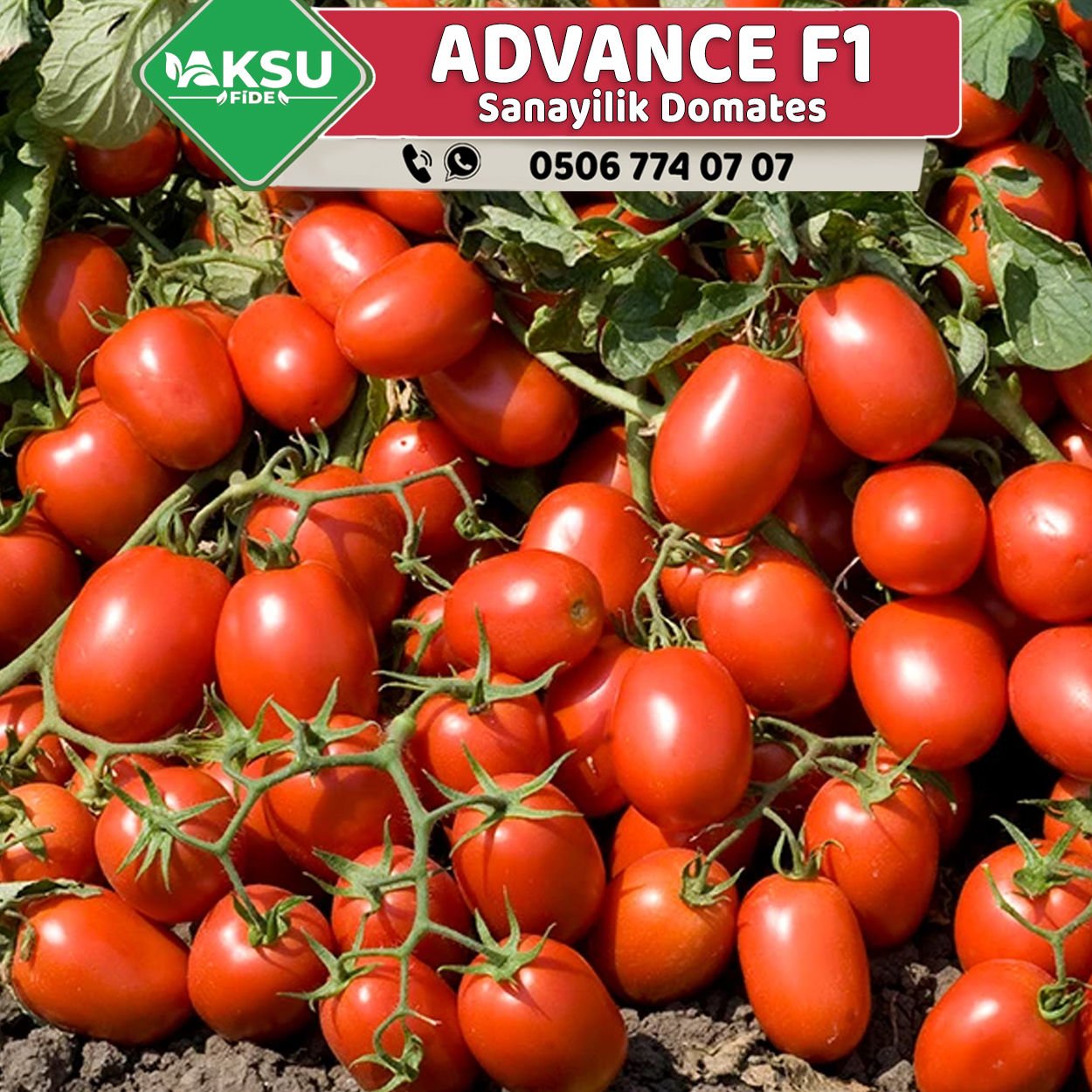 Advance F1 Salçalık Domates Fidesi