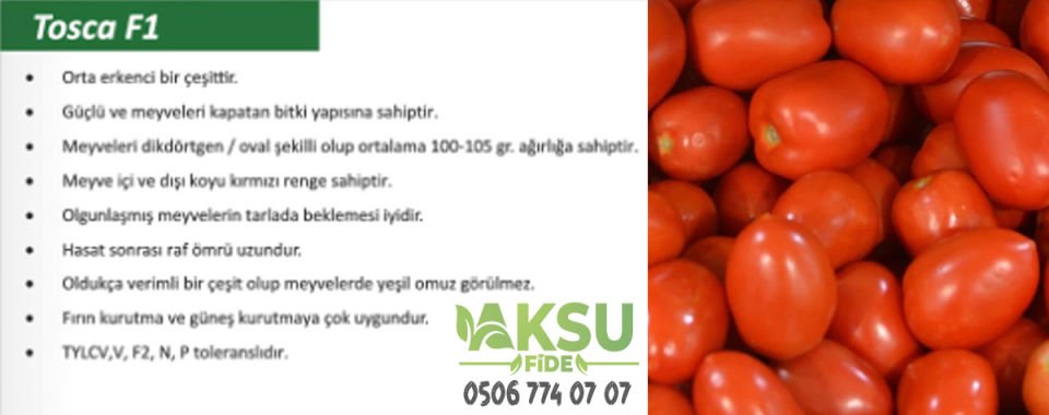 Tosca F1 Oturak Domates Fidesi