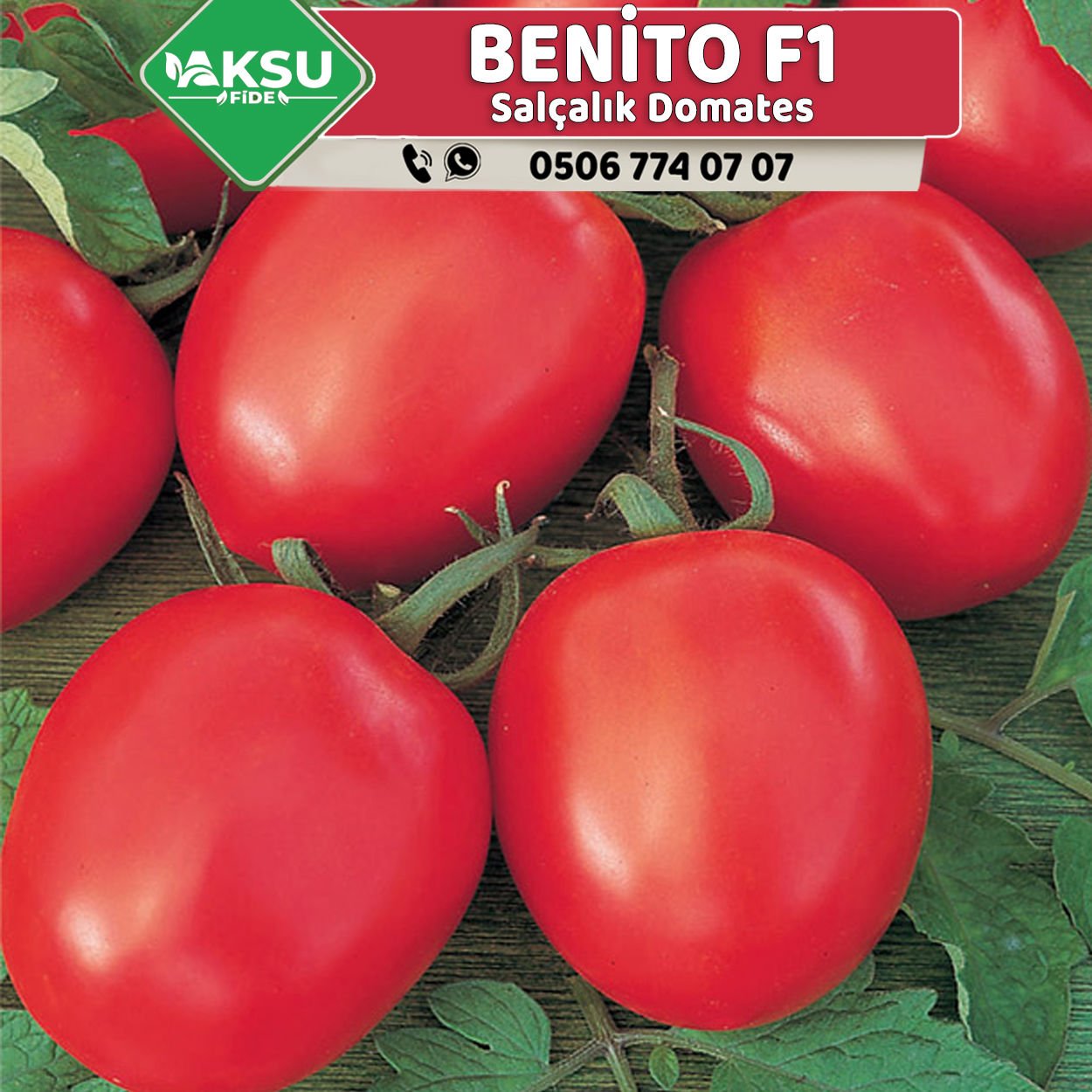 Benito F1 Salçalık Domates Fidesi