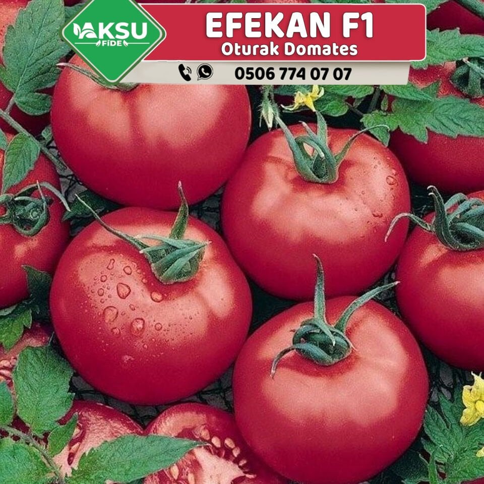 Efekan F1 Oturak Domates Fidesi