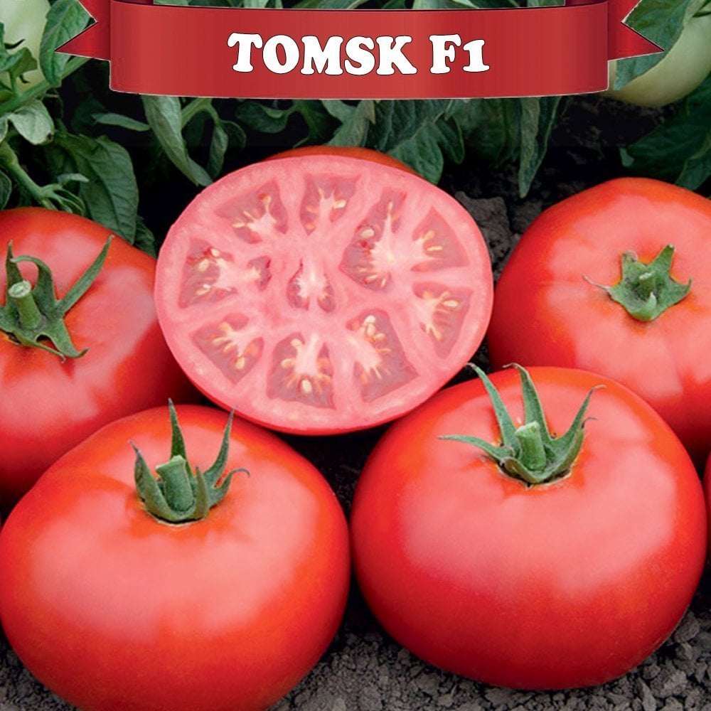 Tomsk F1 Oturak Domates Fidesi
