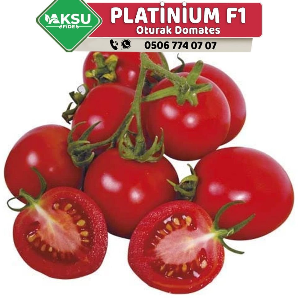 Platinium F1 Oturak Domates Fidesi