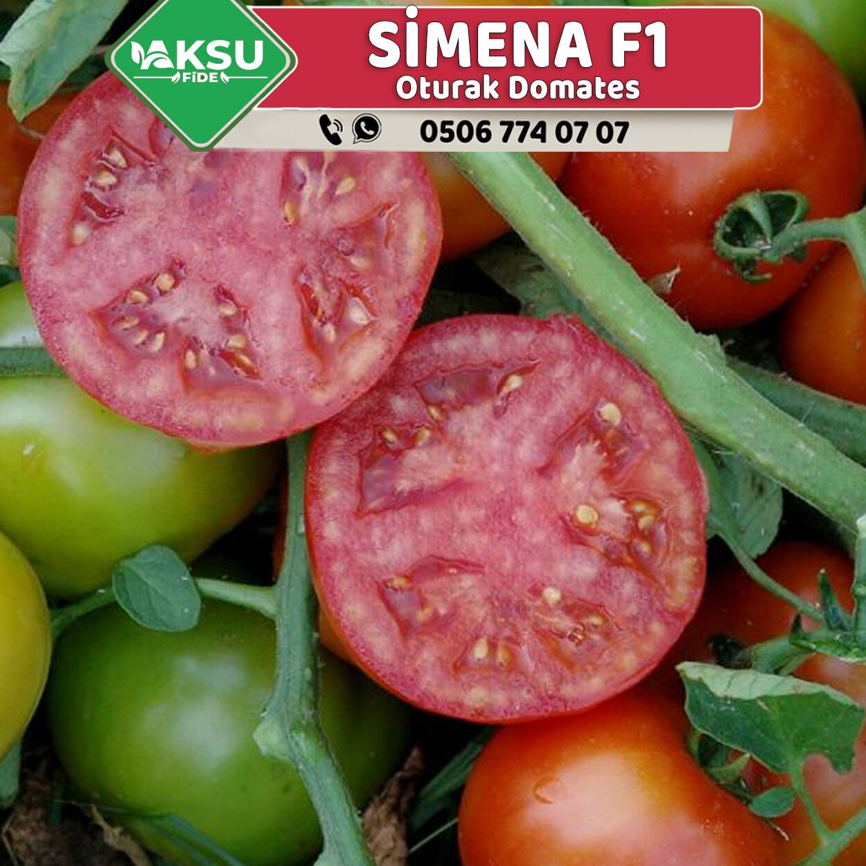 Simena F1 Oturak Domates Fidesi