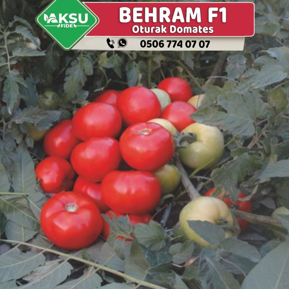 Behram F1 Oturak Domates Fidesi