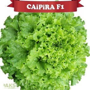 Caipira (Şakira) Kıvırcık Marul Tohumu (10.000) Adet