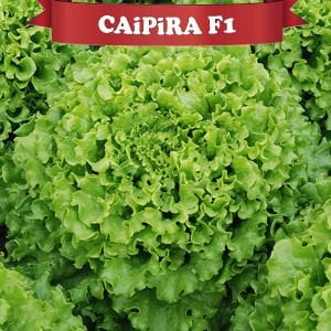 Caipira (Şakira) Kıvırcık Marul Tohumu (10.000) Adet