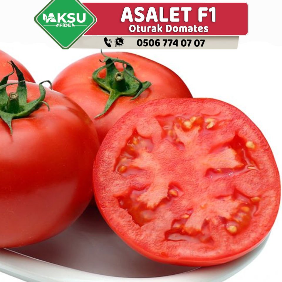 Asalet F1 Oturak Domates Fidesi