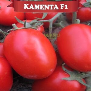 Kamenta F1 Salçalık Domates Tohumu