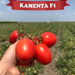 Kamenta F1 Salçalık Domates Tohumu