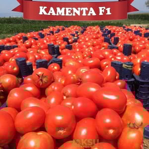 Kamenta F1 Salçalık Domates Tohumu
