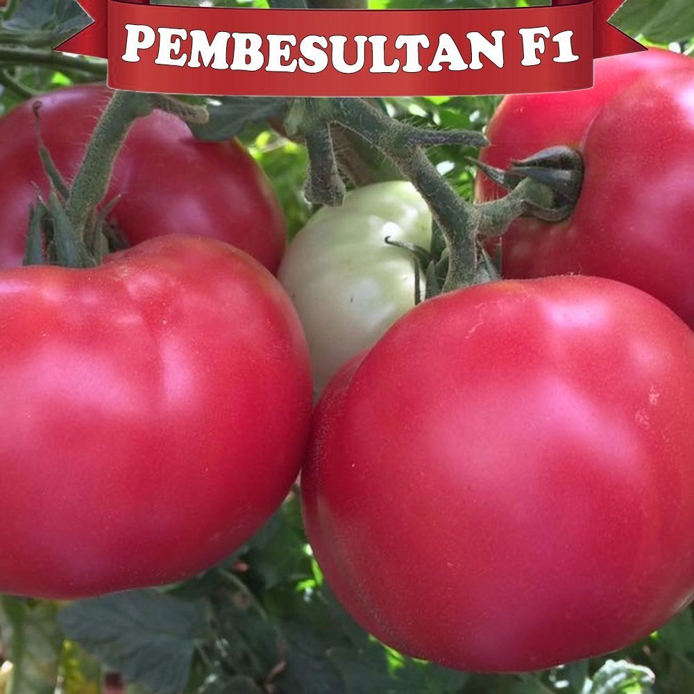 Pembesultan F1 Pembe Domates Fidesi