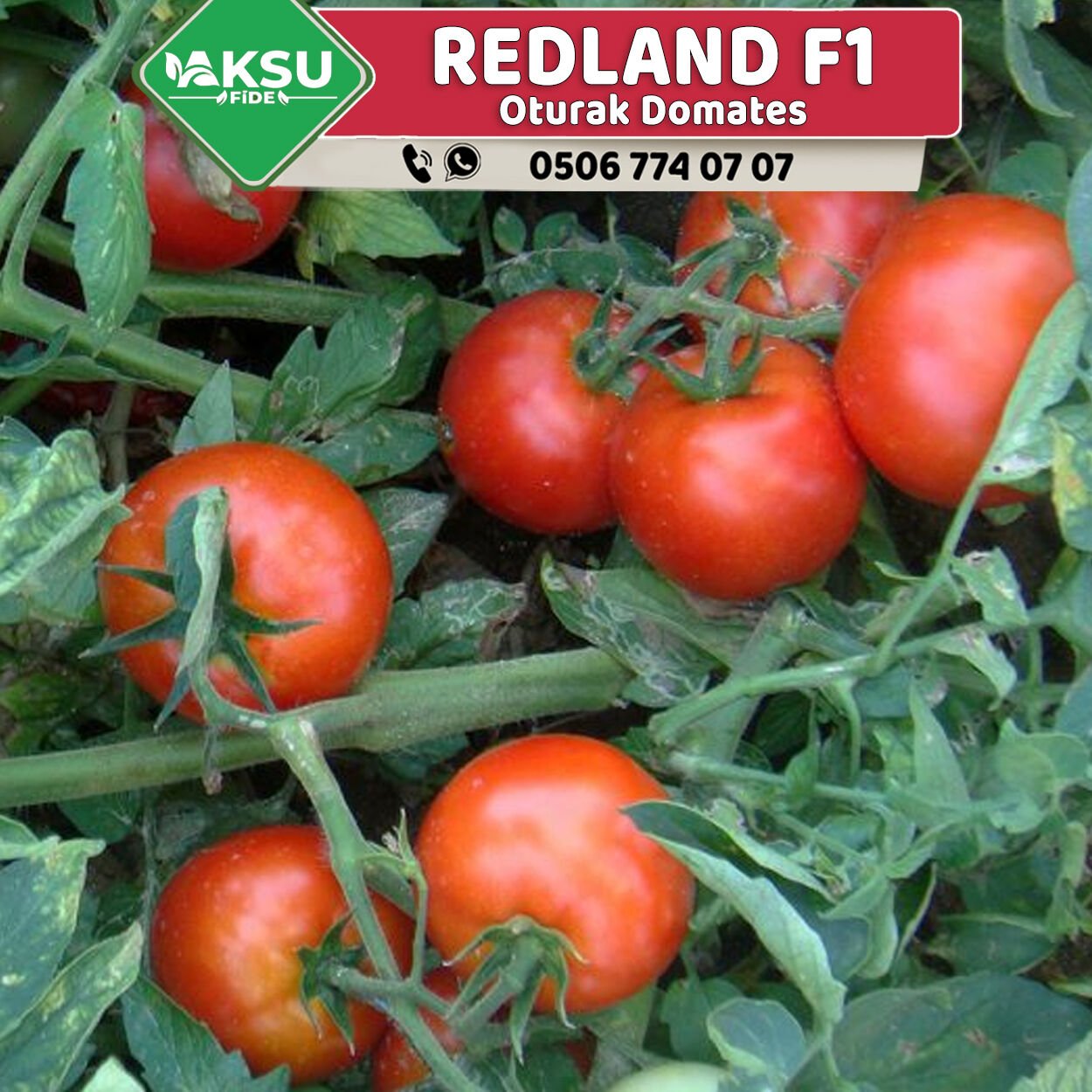 Redland F1 Oturak Domates Fidesi