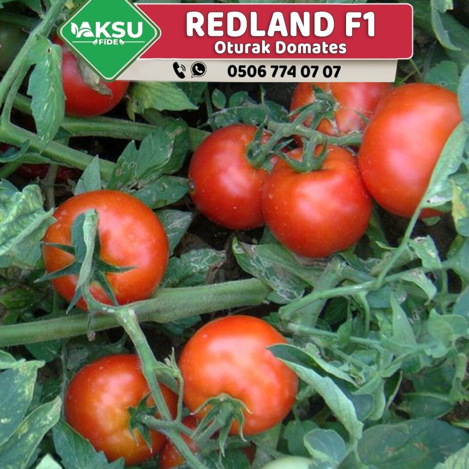 Redland F1 Oturak Domates Fidesi