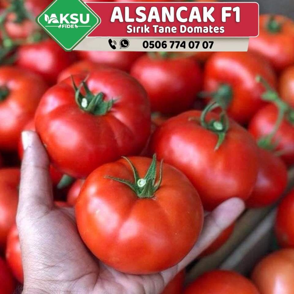 Alsancak Rn F1 Sırık Domates Fidesi