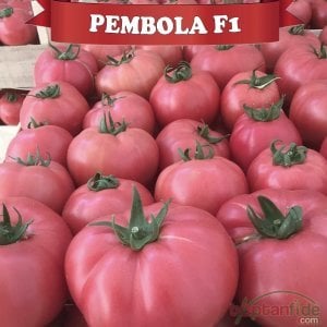 Pembola F1 Pembe Oturak Domates Fidesi