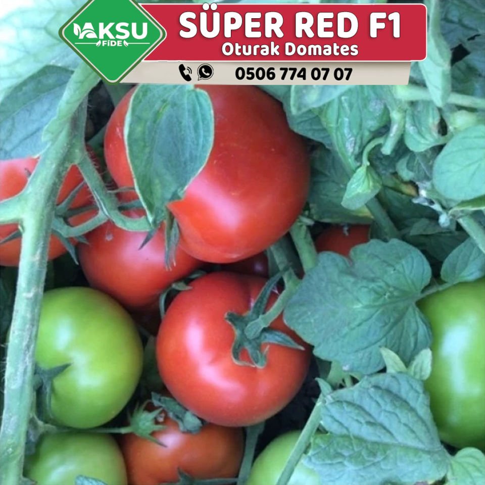 Süper Red F1 Oturak Domates Fidesi