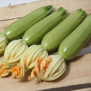 Kabak Fidesi