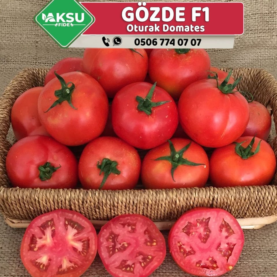 Gözde F1 Oturak Sofralık Domates Fidesi
