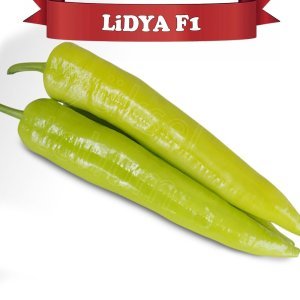 Lidya F1 Çarliston Biber Fidesi