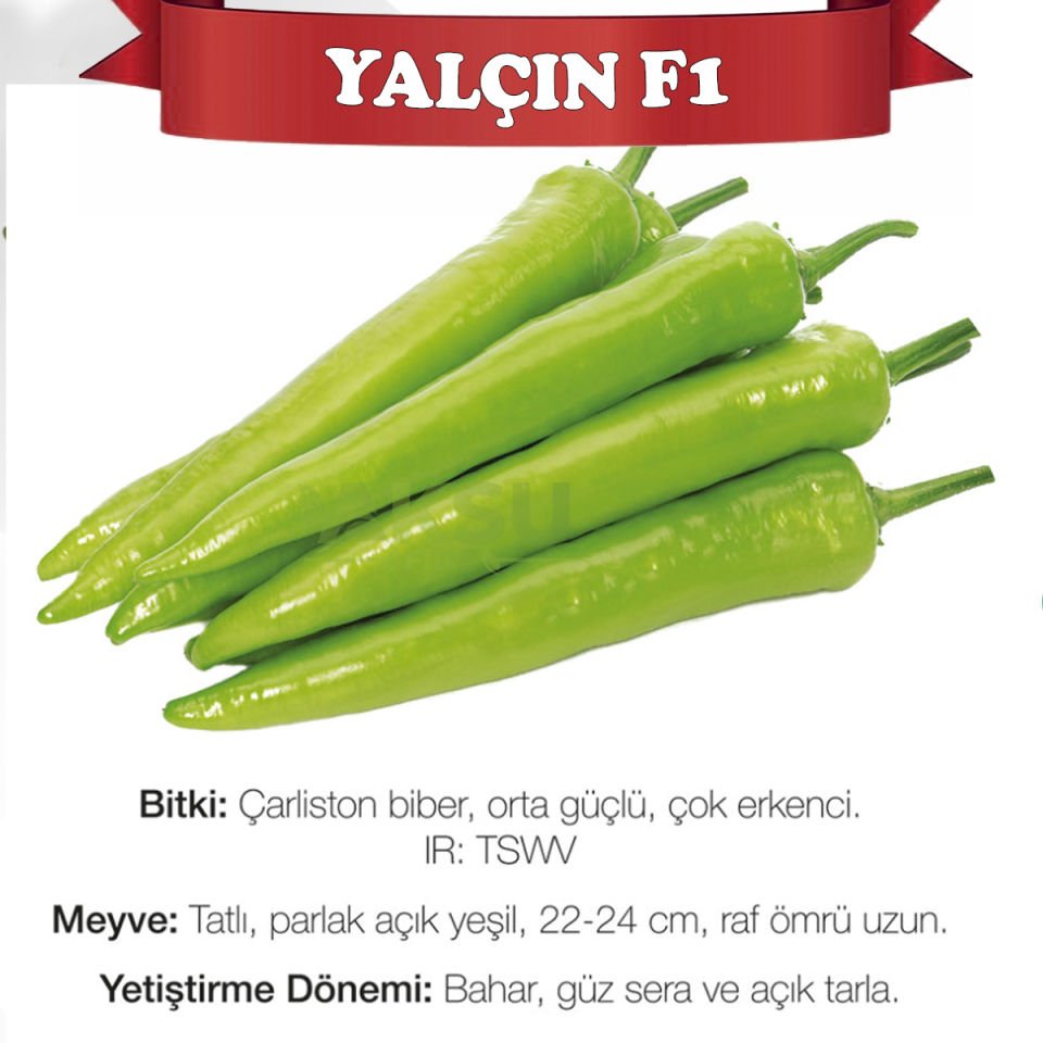 Yalçın F1 Çarliston Biber Fidesi