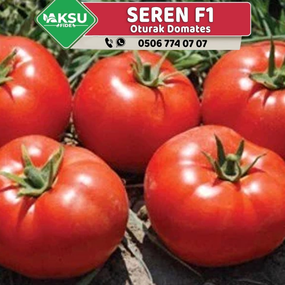 Seren F1 Oturak İri Domates Fidesi