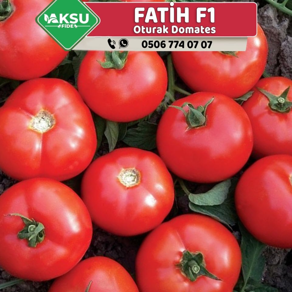 Fatih F1 Sofralık Domates Fidesi
