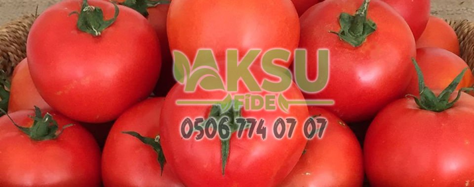 Togan F1 Sofralık Domates Fidesi