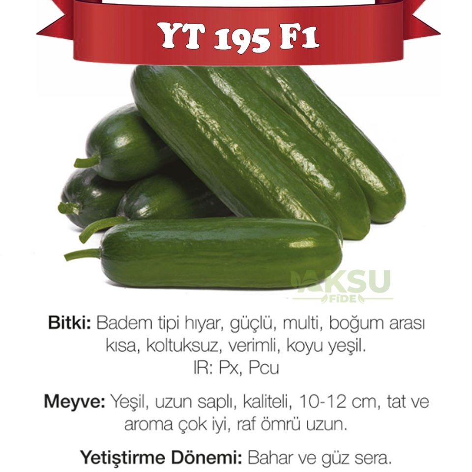 YT 195 F1 Sırık Badem Hıyar Fidesi