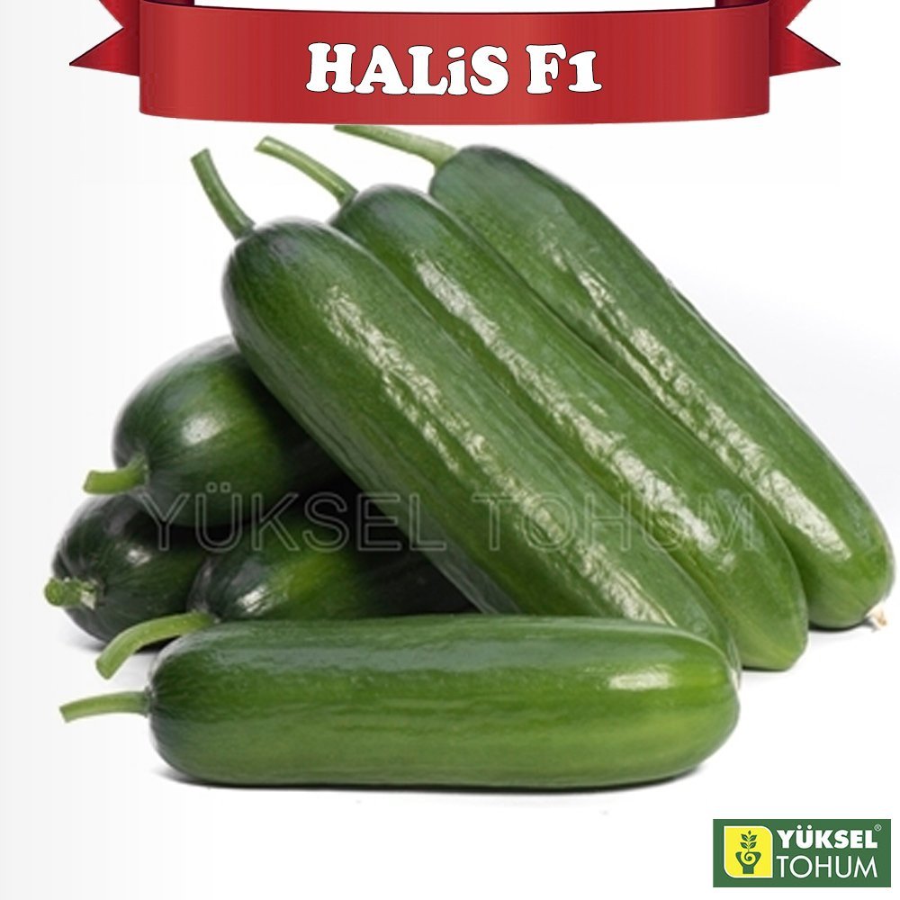Halis F1 Badem Hıyar Fidesi