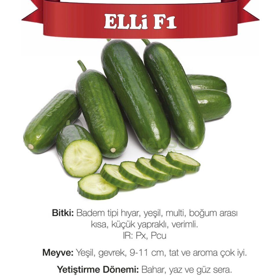 Elli F1 Badem Hıyar Fidesi