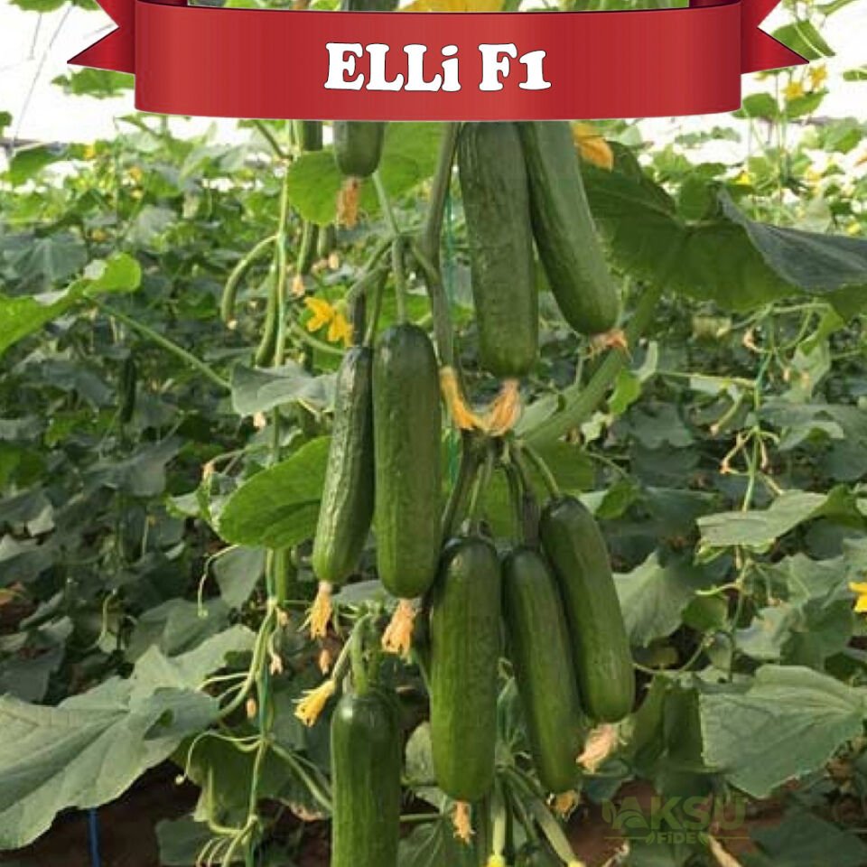 Elli F1 Badem Hıyar Fidesi