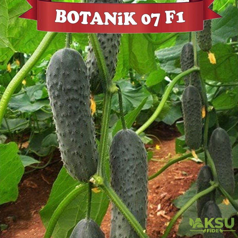 Botanik 07 F1 Dikenli Hıyar Fidesi