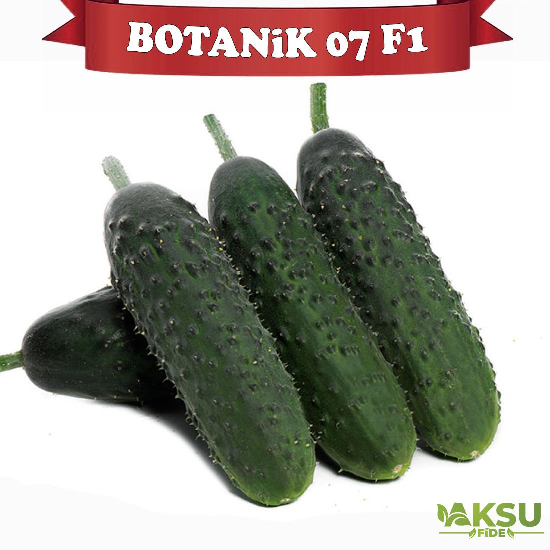 Botanik 07 F1 Dikenli Hıyar Fidesi
