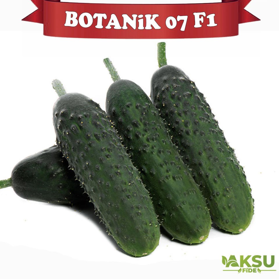 Botanik 07 F1 Dikenli Hıyar Fidesi