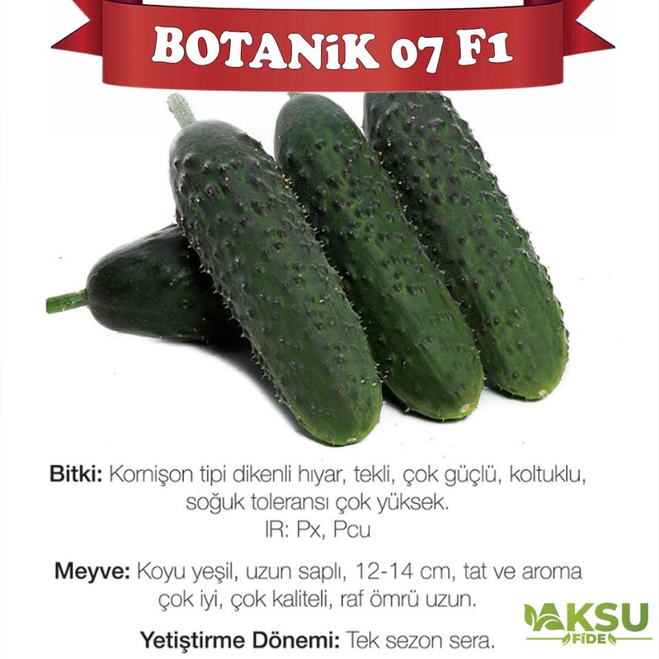 Botanik 07 F1 Dikenli Hıyar Fidesi