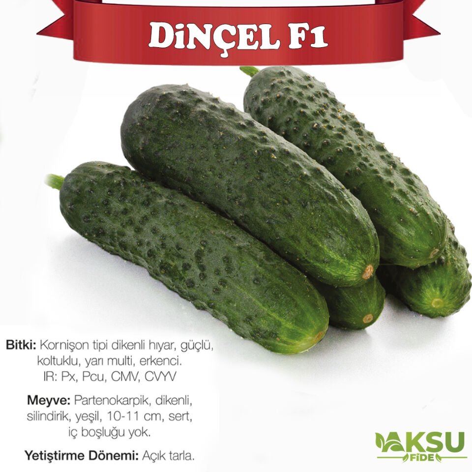Dinçel F1 Dikenli Hıyar Fidesi