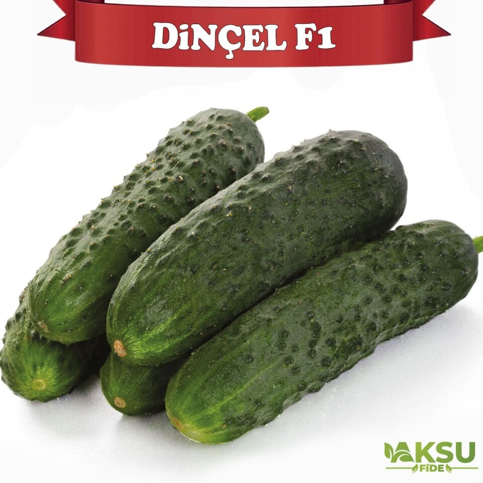 Dinçel F1 Dikenli Hıyar Fidesi
