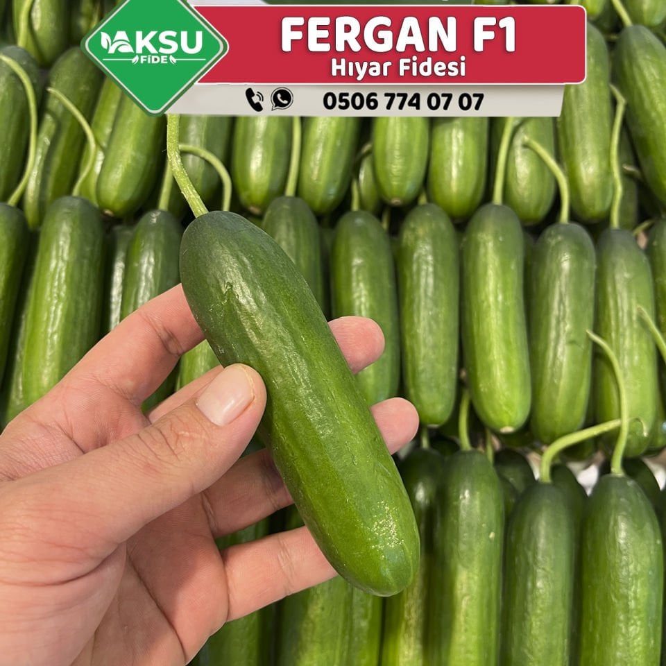 Fergan F1 Sırık Hıyar Fidesi