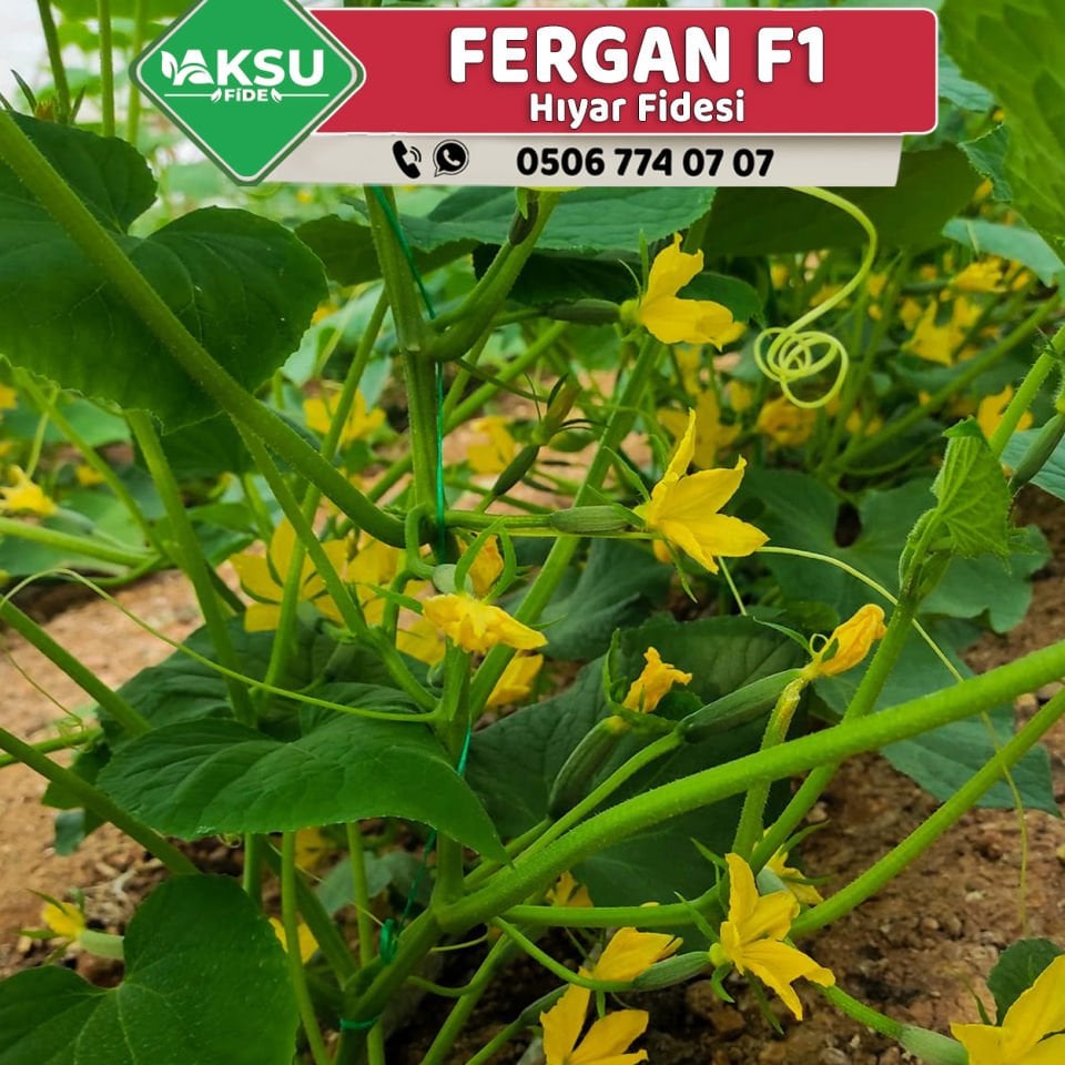Fergan F1 Sırık Hıyar Fidesi