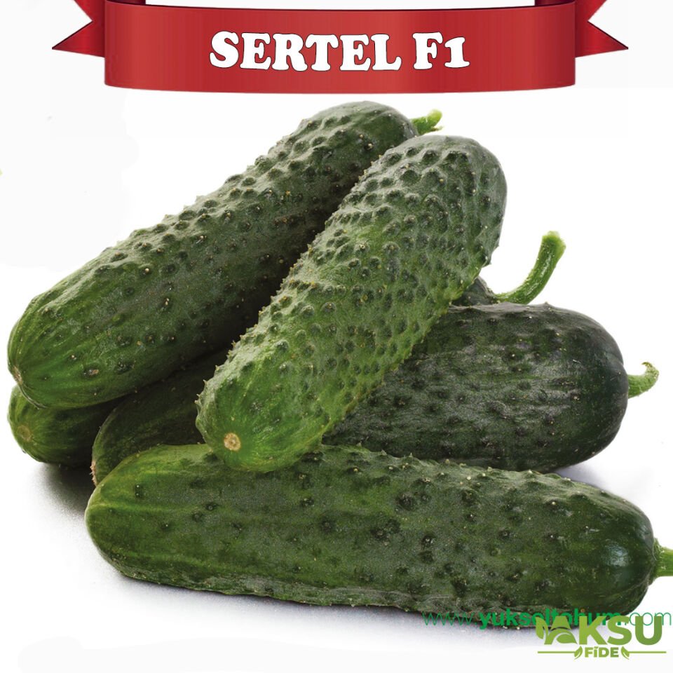 Sertel F1 Dikenli Hıyar Fidesi