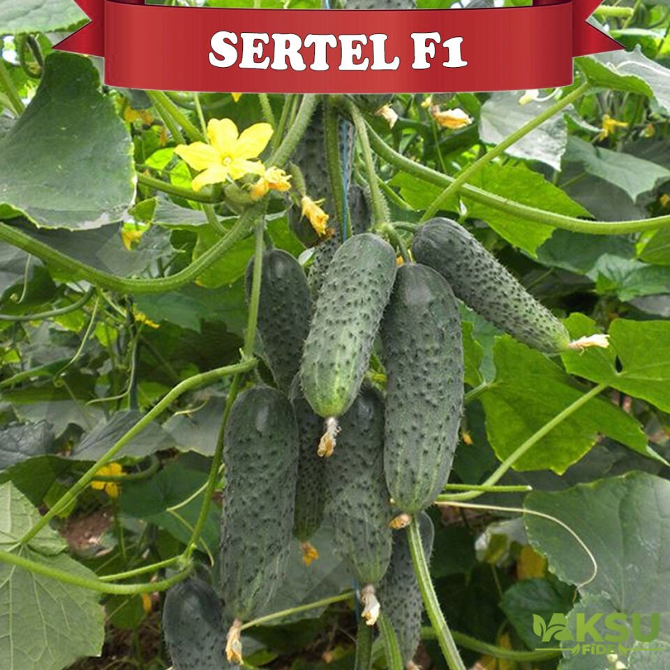 Sertel F1 Dikenli Hıyar Fidesi