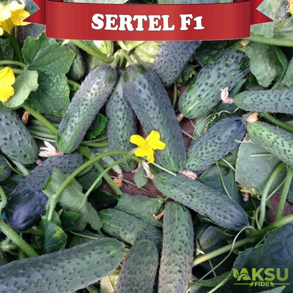 Sertel F1 Dikenli Hıyar Fidesi